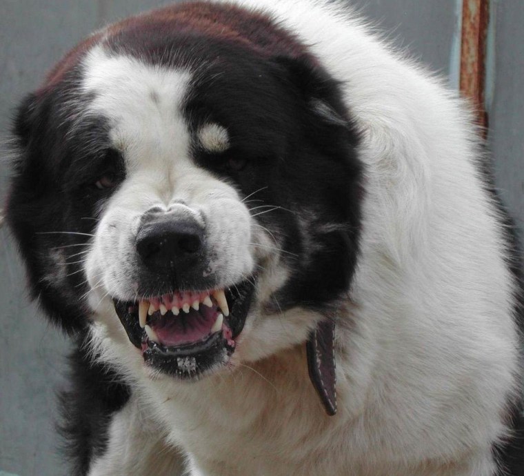 Среднеазиатская овчарка алабай злая