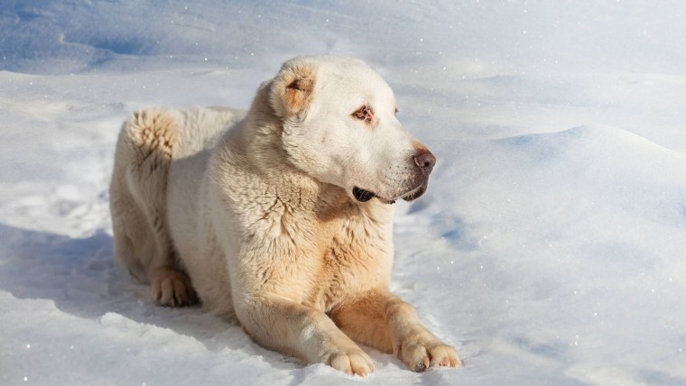 Алабай и Лев