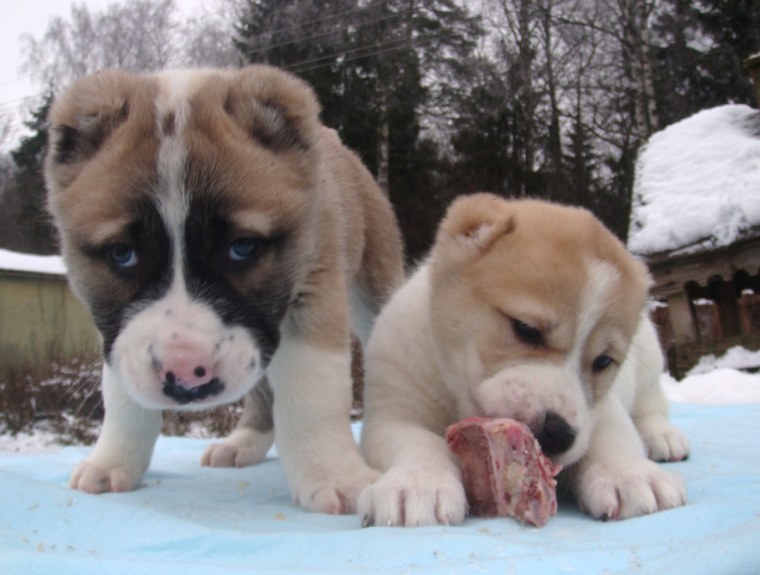 Кавказский алабай щенок