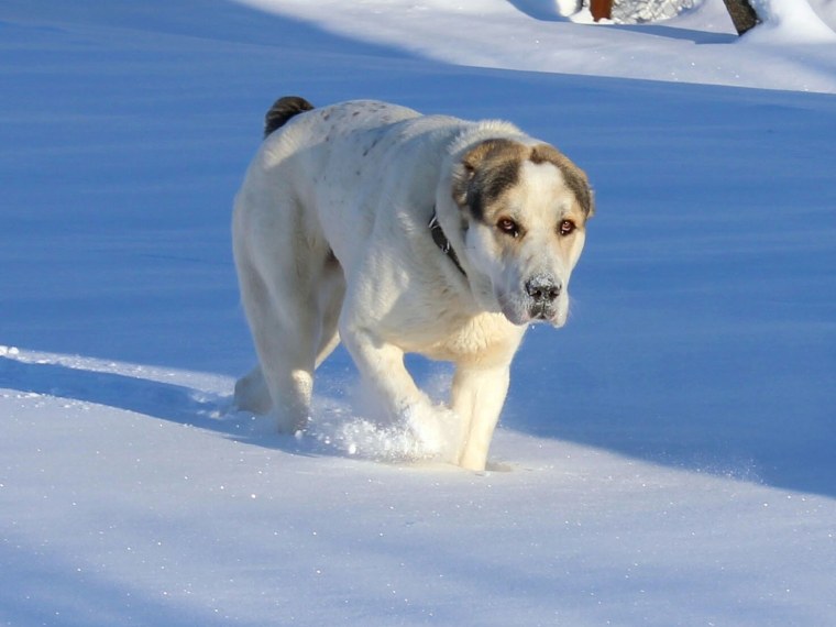 Алабай Пегий