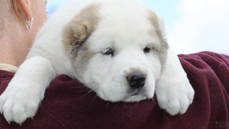 Илона алабай