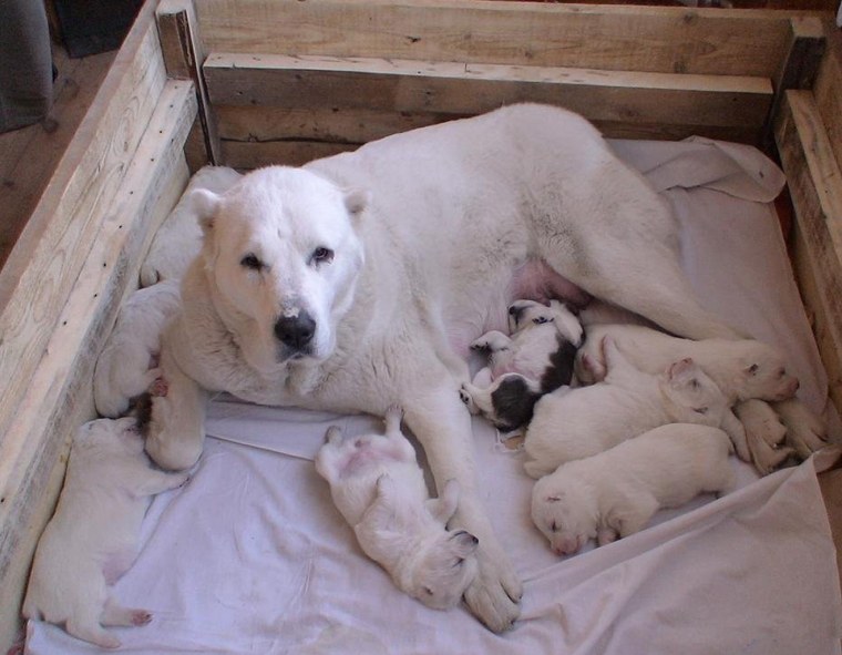 Алабай 4 года