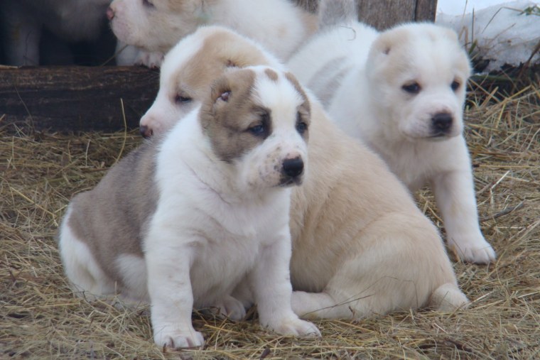 Туркменский алабай