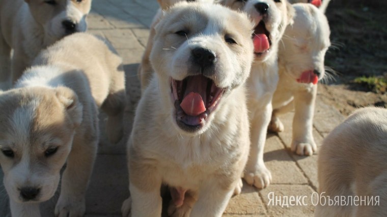 Собака алабай собака алабай