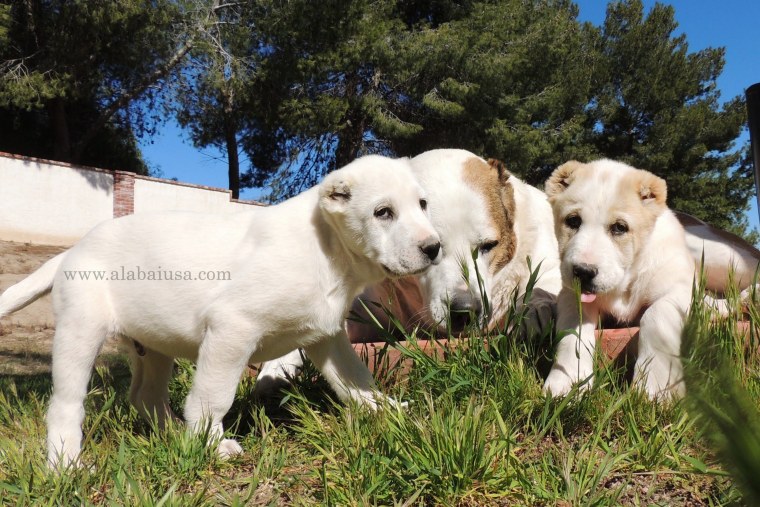Среднеазиатская овчарка алабай папа