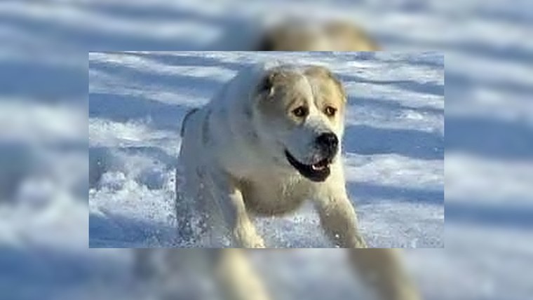 Атака алабая