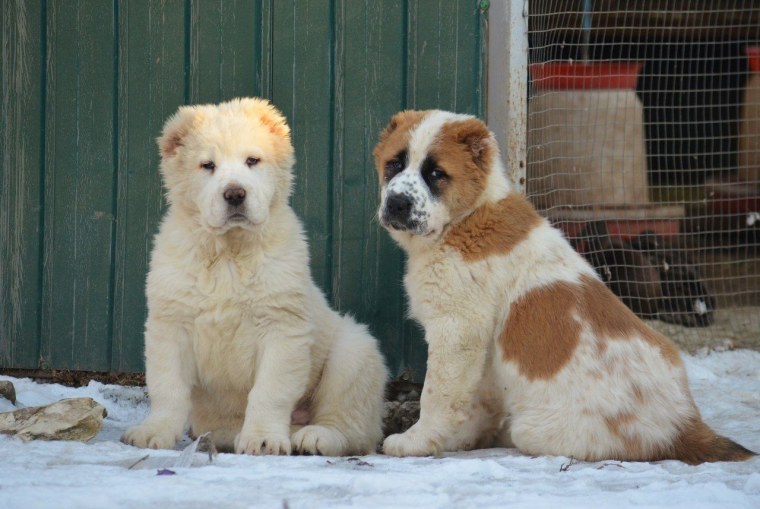 Алабай оранжевый