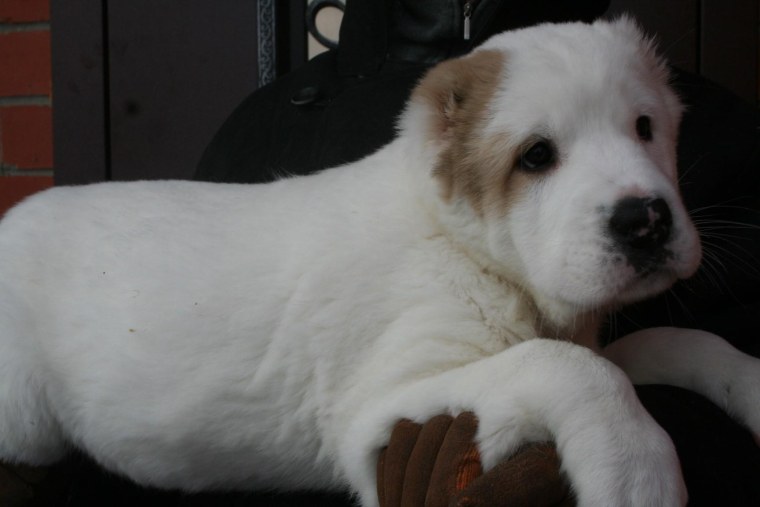 Клички для алабаев щенки,месяц