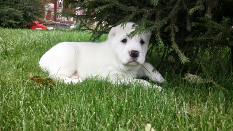 Алабай кутенок