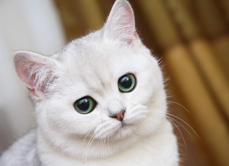 Красивые котики