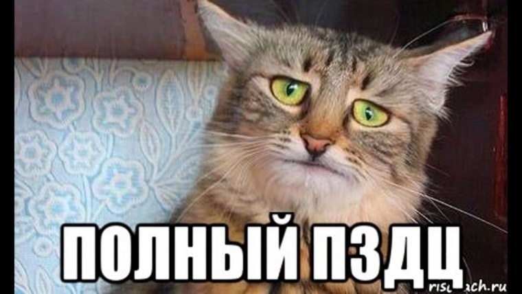 Печальбеда кот