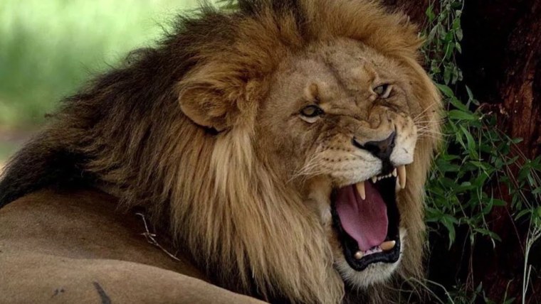 Лев с открытой пастью