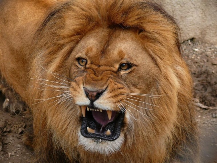 Разъяренный Лев