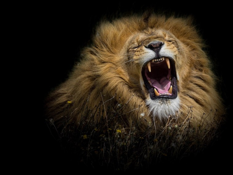 Лев с открытой пастью