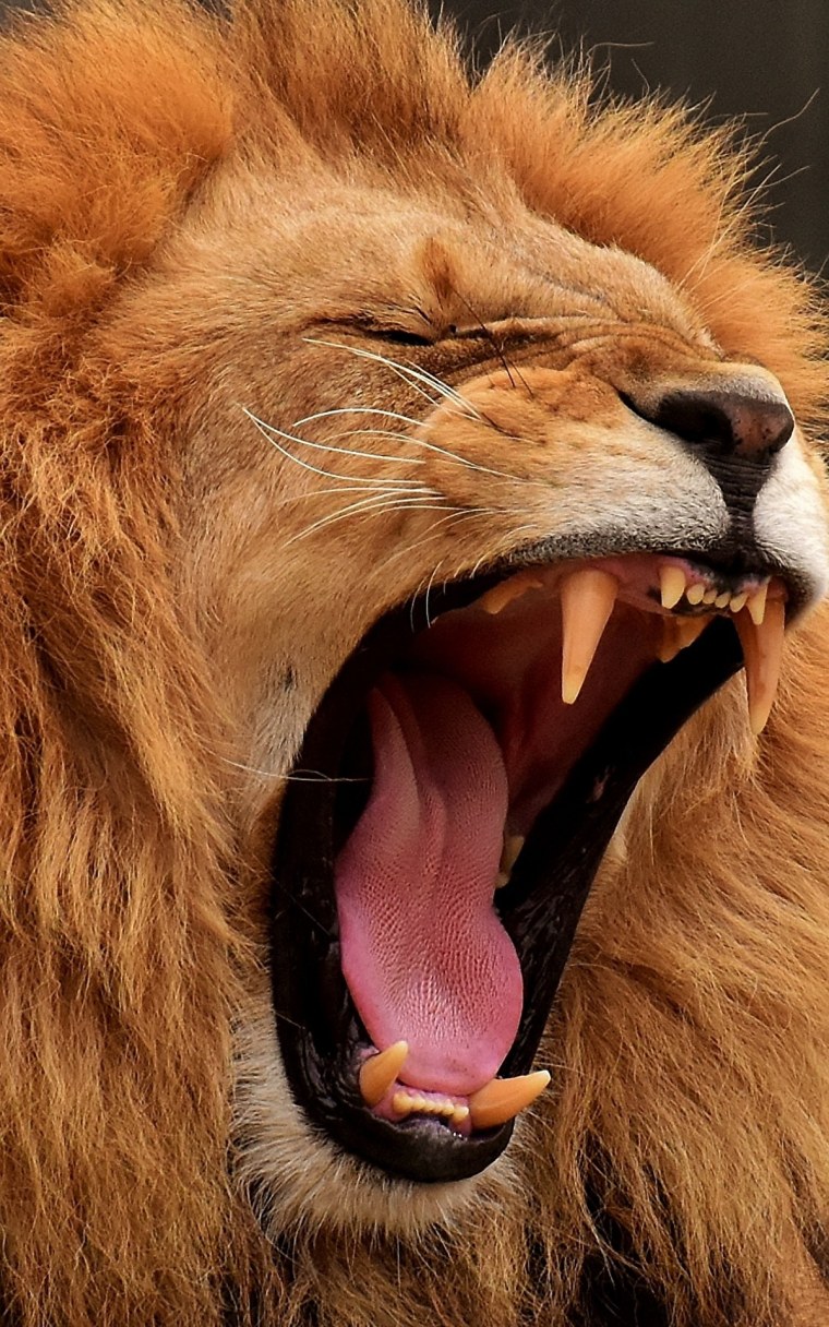 Львиная пасть