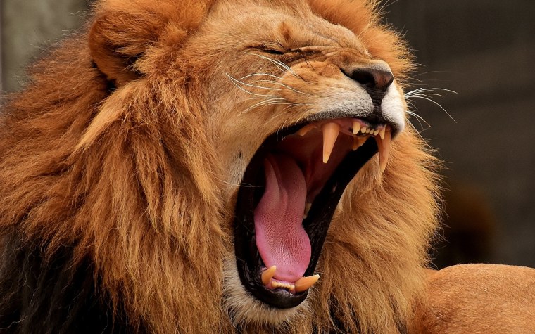 Leon rugiendo