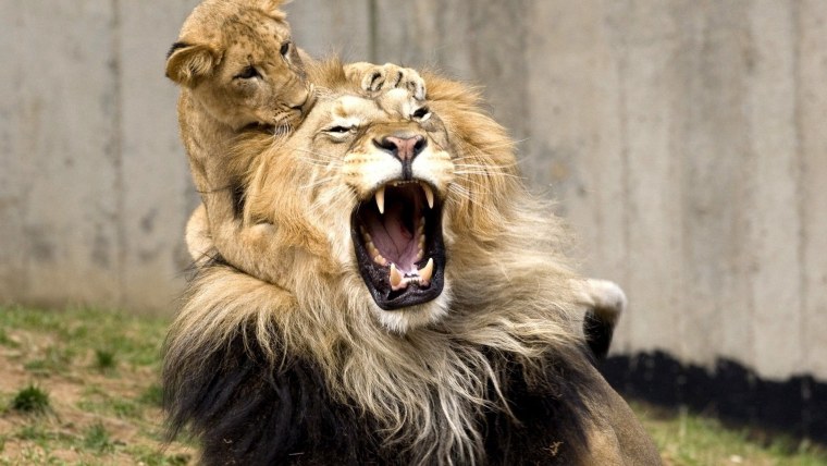 Лев оскал