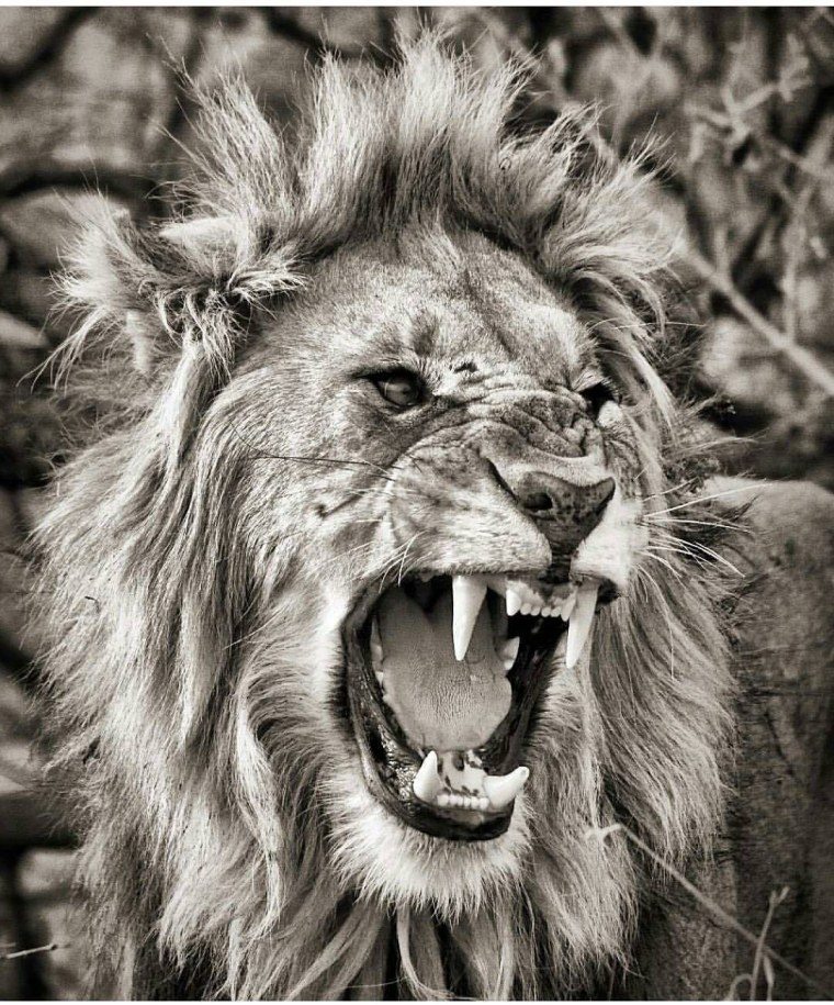 Рык львицы