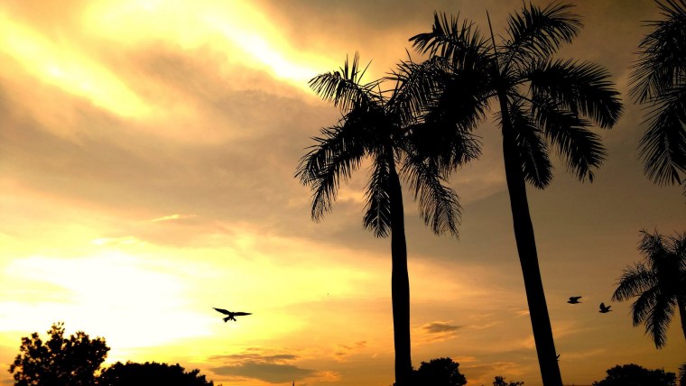 Пальмы на фоне заката