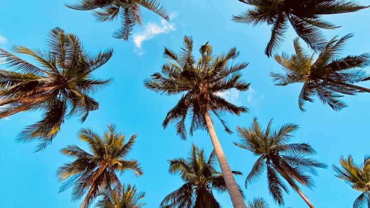 Обои пальмы