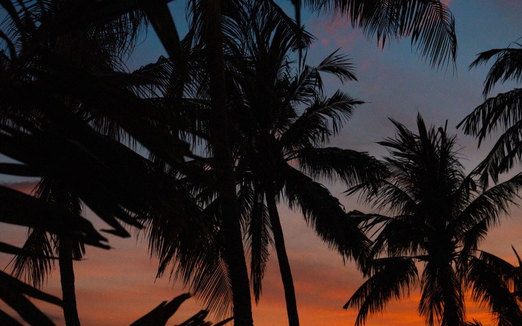 Обои на рабочий стол пальмы