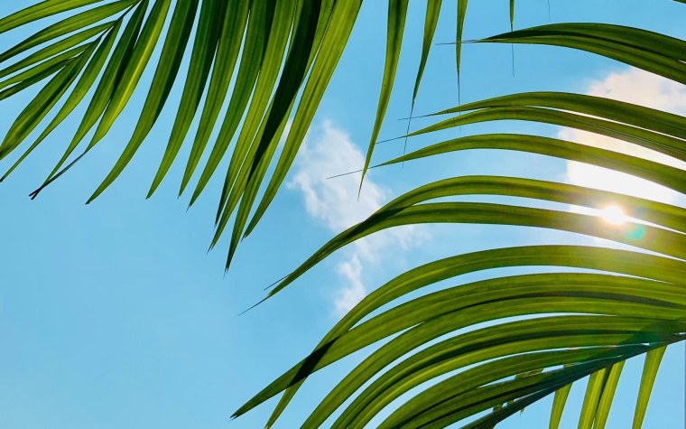 Фон пальмы