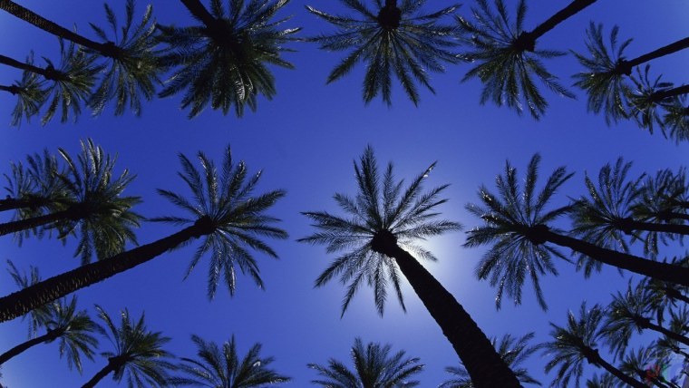 Обои пальмы
