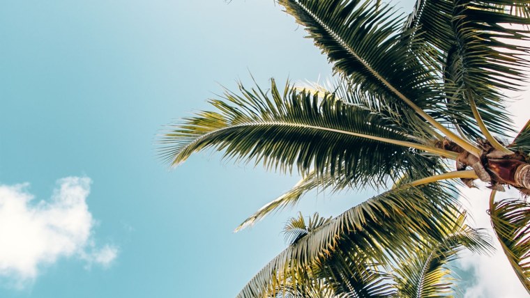 Лист пальмы