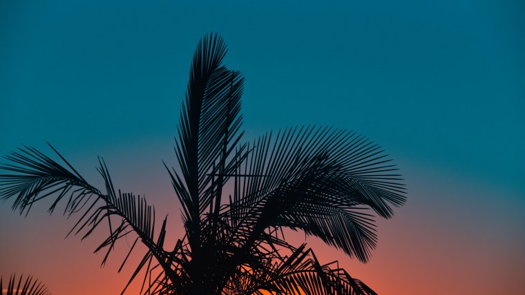 Пальмы Эстетика