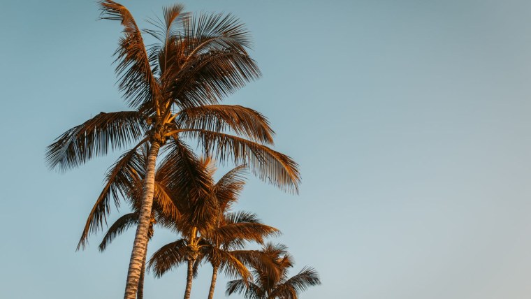 Обои пальмы