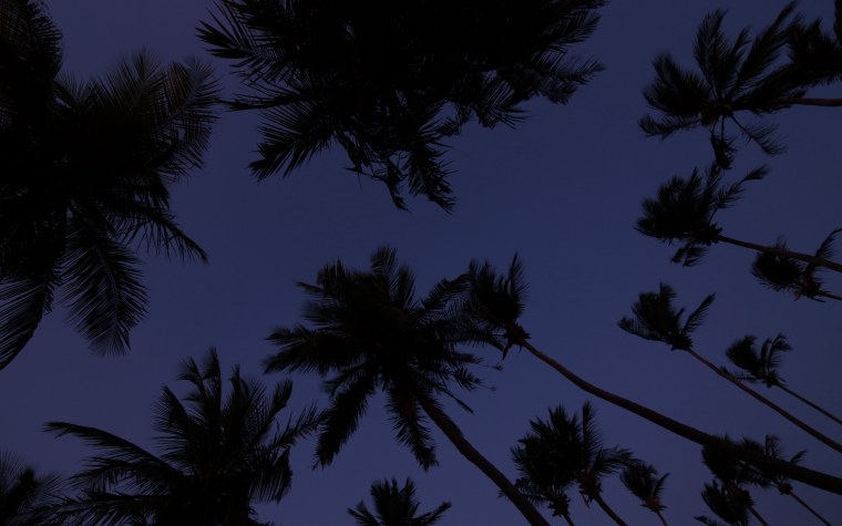 Пальмы Эстетика