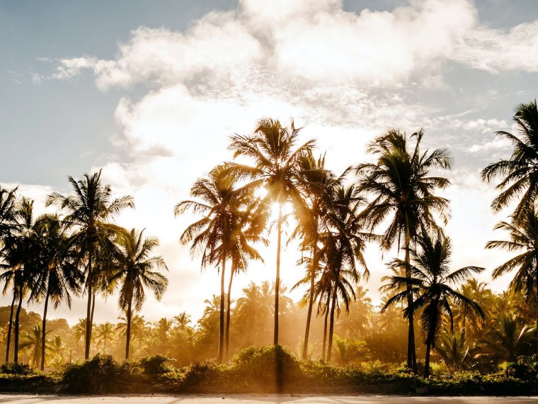 Пальмы на закате