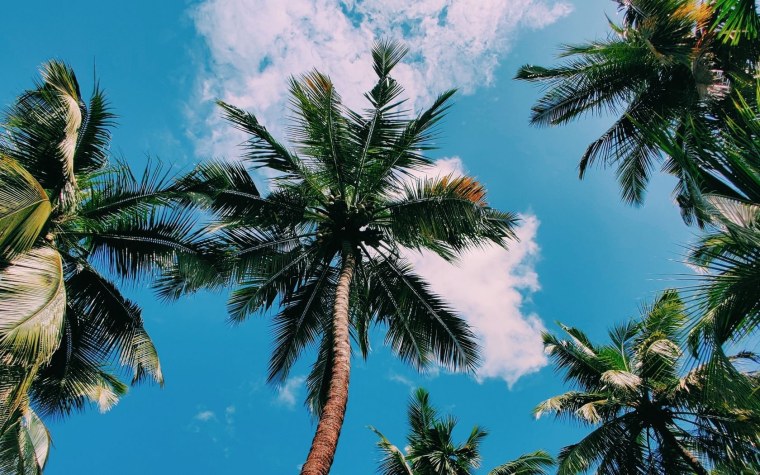 Пальма картинка