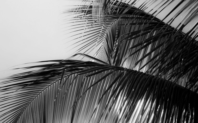 Обои пальмы