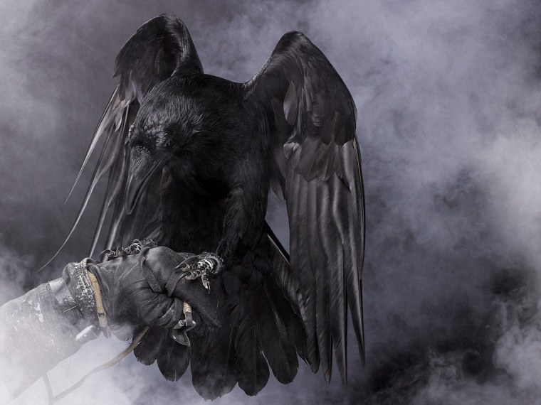 Ворон с расправленными крыльями