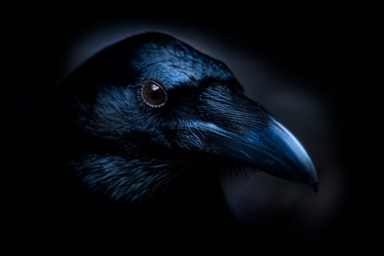Темный ворон