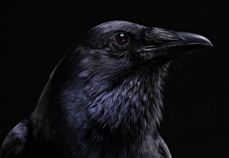 Черный ворон