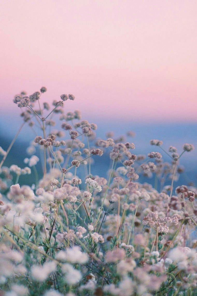 Цветы в пастельных тонах