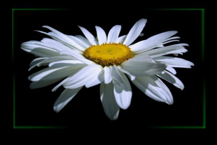 Ромашки на черном фоне