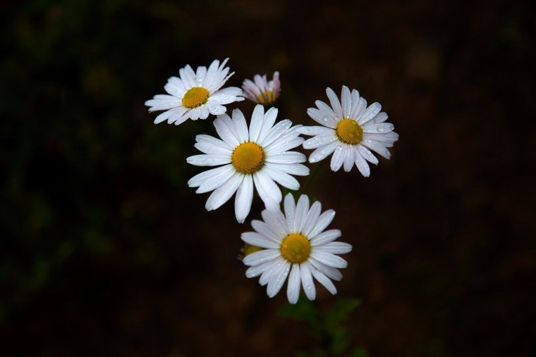 Черные ромашки