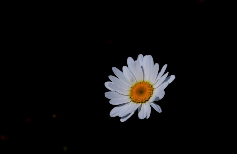 Ромашки на черном фоне картинки