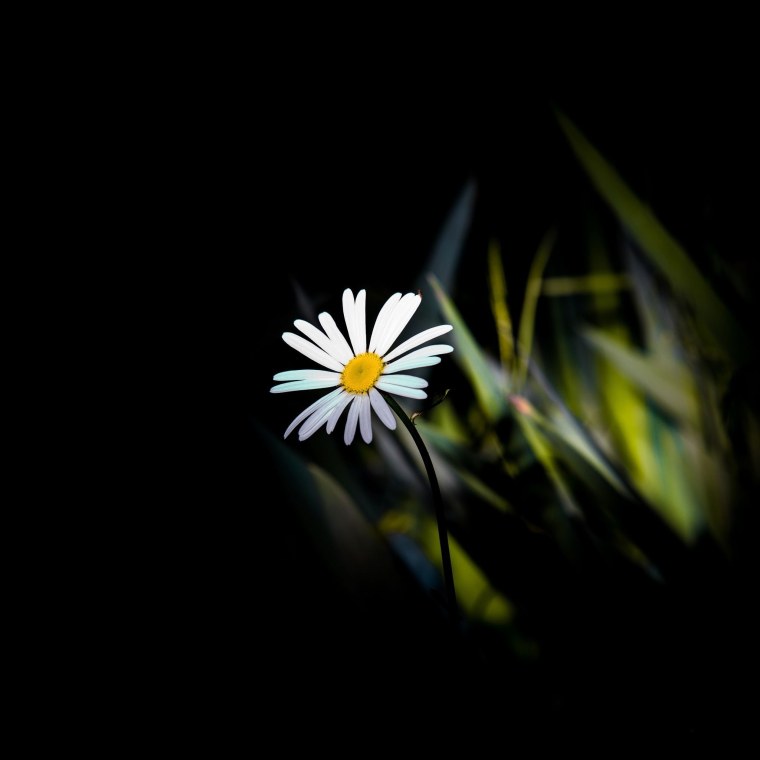 Черные ромашки