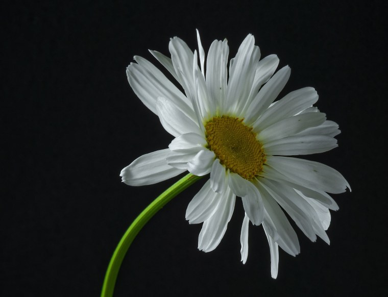 Черные ромашки