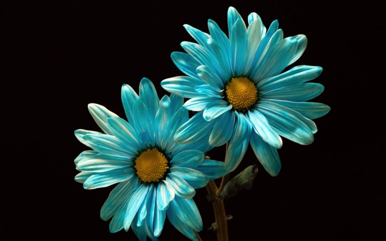 Бирюзовые цветы