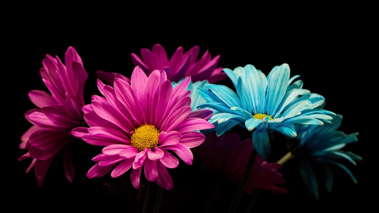 Яркие цветы на черном фоне