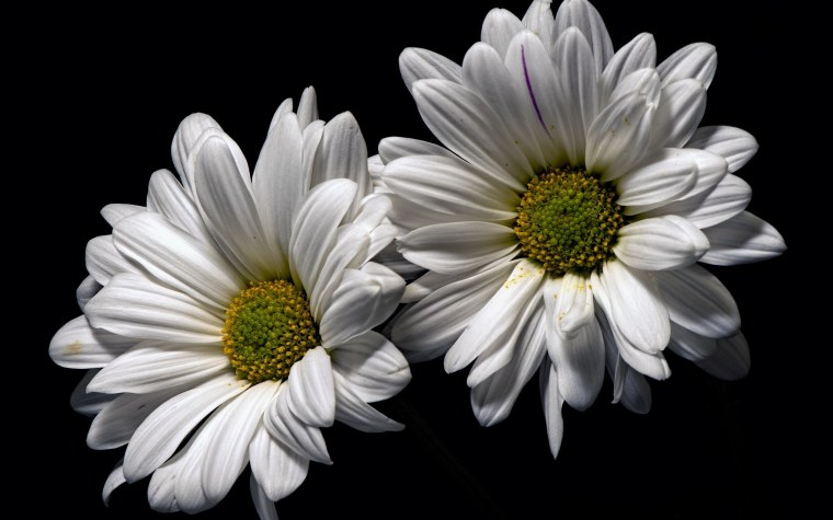 Ромашки на темном фоне