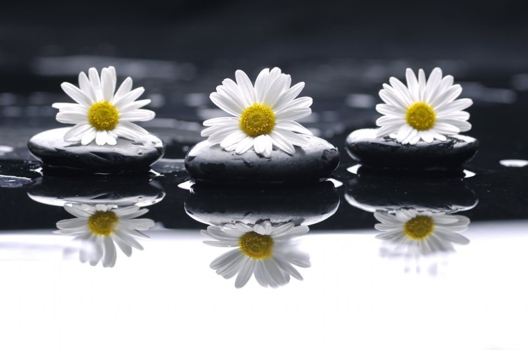 Стильные ромашки