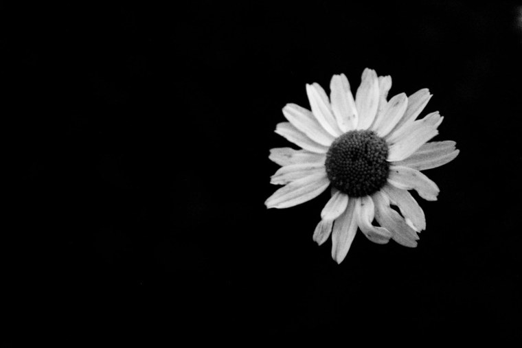 Ромашка черно белая