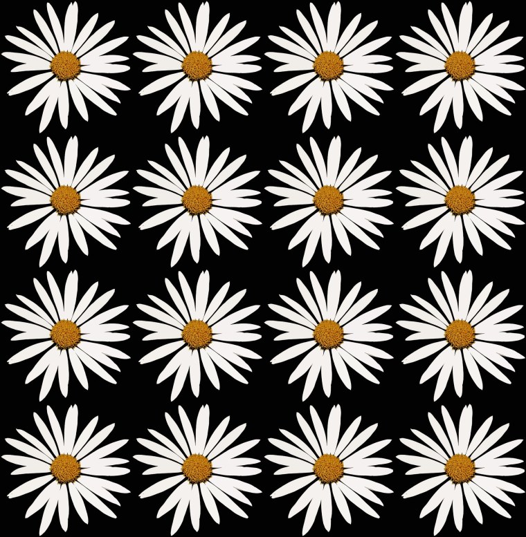 Ромашки на черном фоне