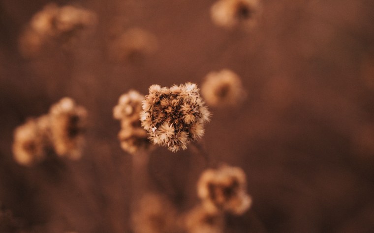 Коричневый фон